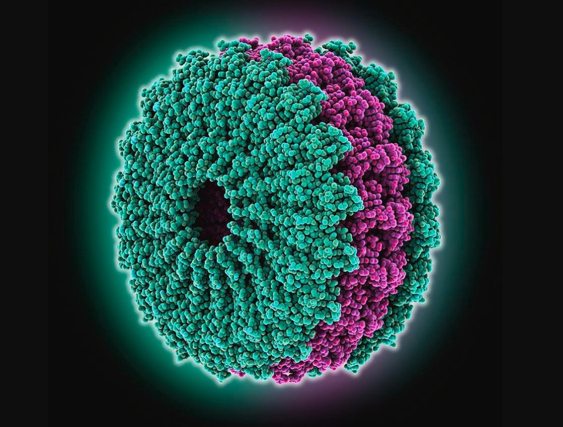dohánynövény, első vírus, dohánymozaik vírus kutatás