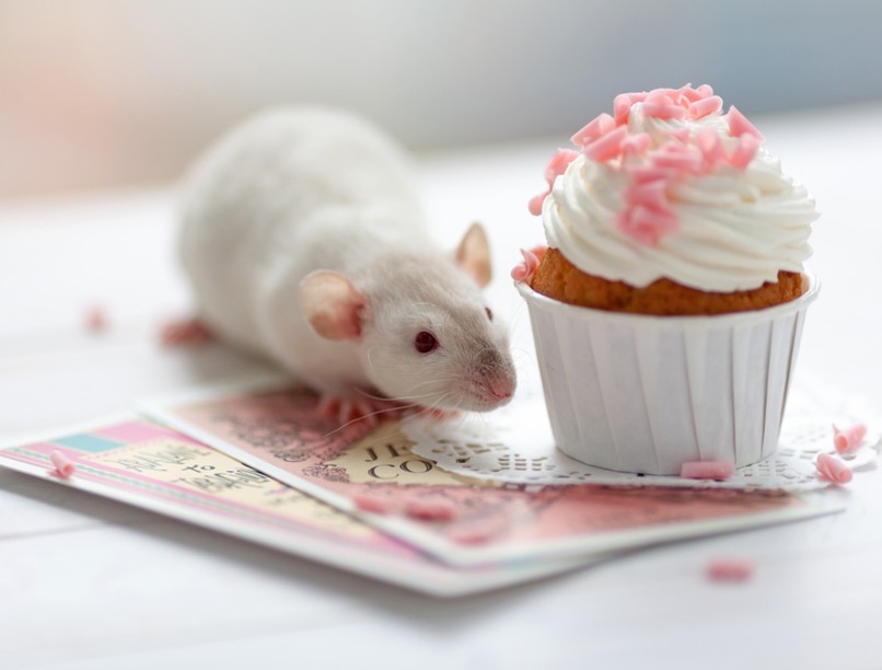 függőség, élelmiszer-függőség cukor, cukorfüggőség, feldolgozott élelmiszer