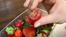 Mikor kell kidobni a penészes gyümölcsöket, zöldségeket? Az orvos válaszol  című cikk nyitóképe