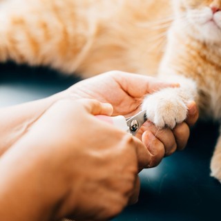 Le kell vágni a benti macska karmát? Állatorvosok szerint sok gazdi ezt rontja el otthon című cikk nyitóképe