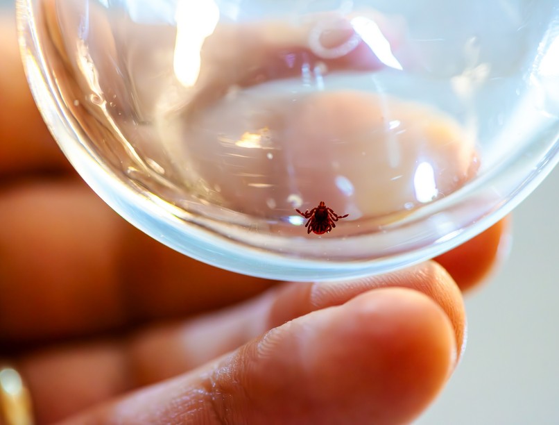 CCHF halálos kullancs csípés fertőzés tünete