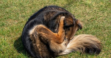  Miért nyalogatja a kutyám a hátsóját? Ebben az esetben érdemes orvoshoz vinni 