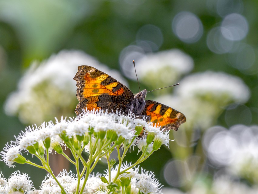 Ageratinból készült kivonatot helyi boltokban, online egészségügyi boltokban talál.
