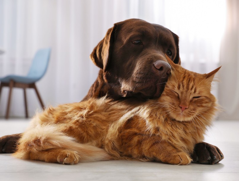 kutya allergia macska háziállat