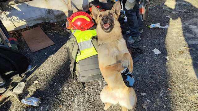 Romkutatás közben sérült meg Gogó, a hős keresőkutya
