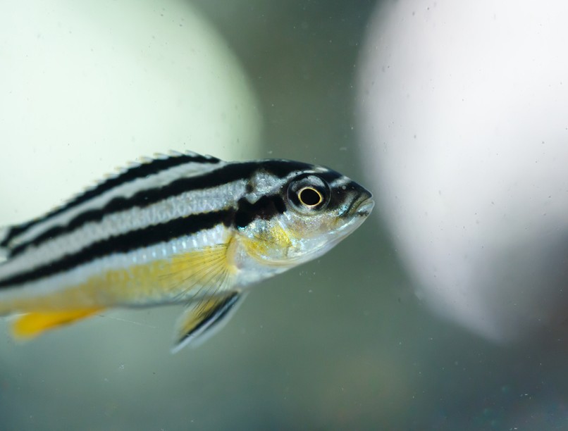 zebrahal gyulladást szabályozó molekula gyulladásgátló sérülések semmelweis