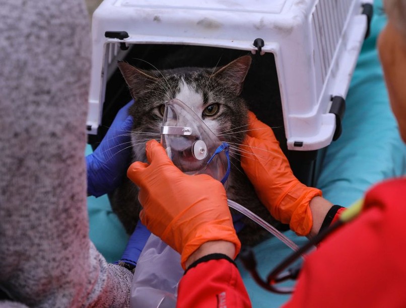 füstmérgezés, cica, tűzoltó, mentés, mentő