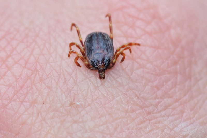 Mi vonzza a kullancsokat? Ezt állítja egy friss kutatás