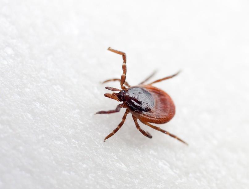 Hyalomma-kullancs, fertőzés, tünet, krími-kongói vérzéses láz