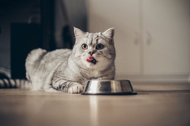 Nedves vs. száraz macskaeledel: melyik a jobb?