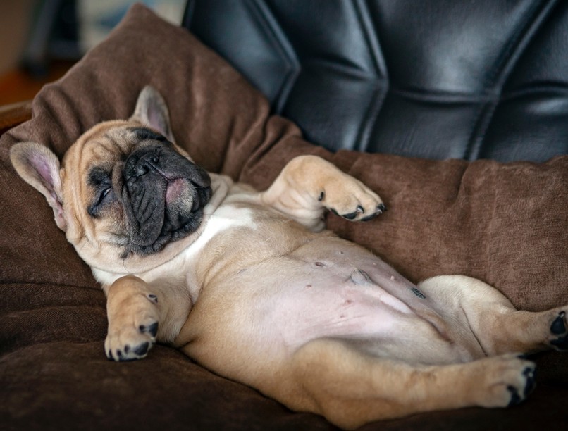 francia bulldog, alvás, fejforma, kutya