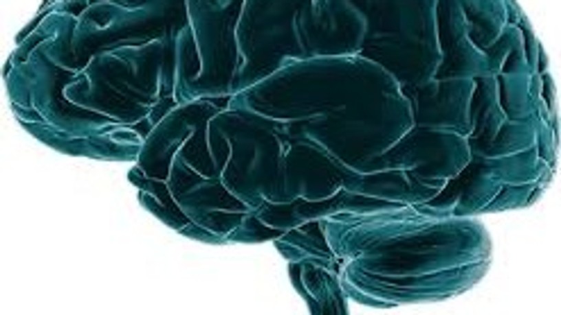 brain