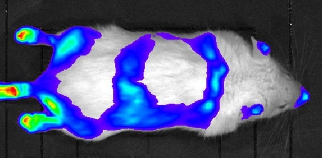 THAI egér pajzsmirigyhormon-függő fénykibocsátással