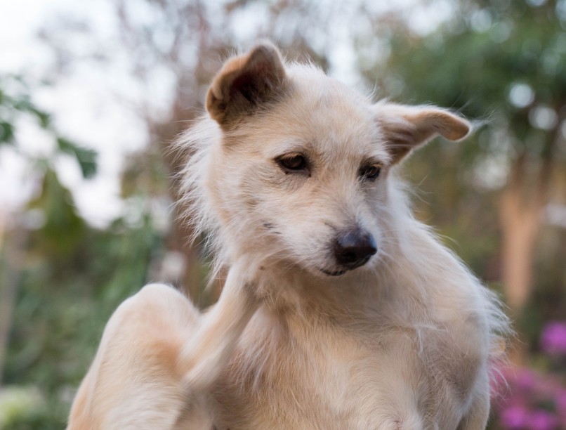 rühesség kutya élősködő parazita Sarcoptes atka