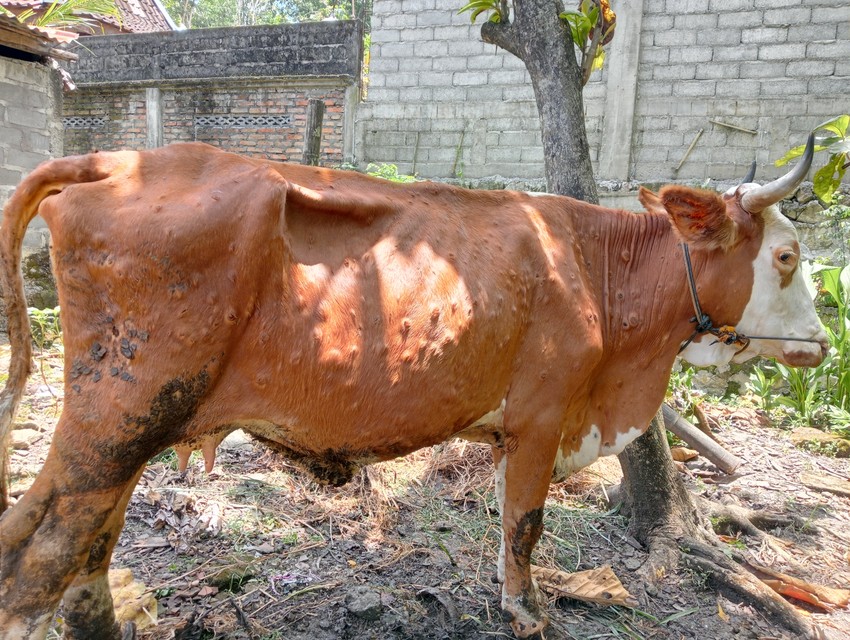 A fertőzött állatok lázasak, levertek és étvágytalanok lesznek. Szemük és orruk körül váladék jelenhet meg és előfordulhat súlyvesztés, valamint tehenekben a tejtermelés csökkenése. A legszembetűnőbb tünet az állatok testén megjelenő 2-5 cm-es csomók (nyakon, fejen, háton, lábakon, tőgyön, faron), amelyek hegesedéssel gyógyulnak.