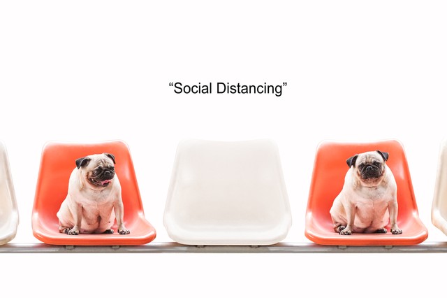 10 helyzet, amikor az állatok ügyesebben tartották a távolságot, mint mi