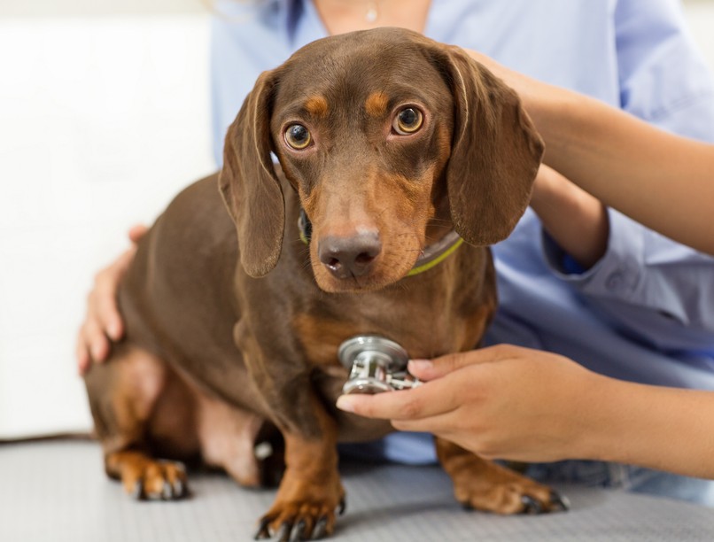 szívbetegség szívelégtelenség kutya köhögés állatorvos