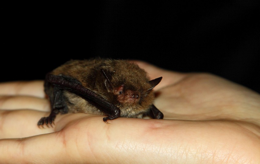 A denevérek és a koronavírusok közötti kapcsolat régóta ismert, és a kutatók folyamatosan vizsgálják ezeket az állatokat, hogy megértsék, hogyan képesek ilyen sokféle vírust hordozni anélkül, hogy maguk megbetegednének.