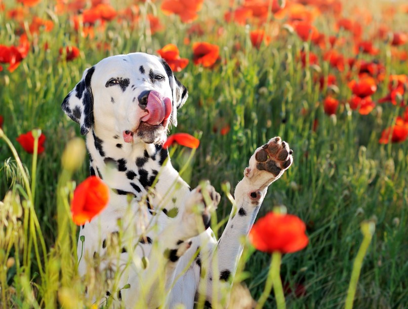 miért nyalogatja kutya levegőt