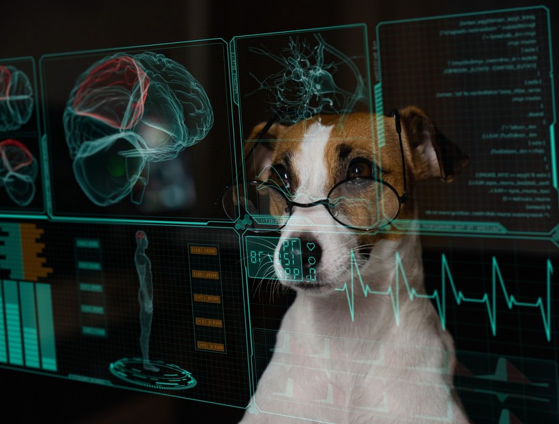 kutya agy kutatás kogníció g faktor öregedés intelligencia