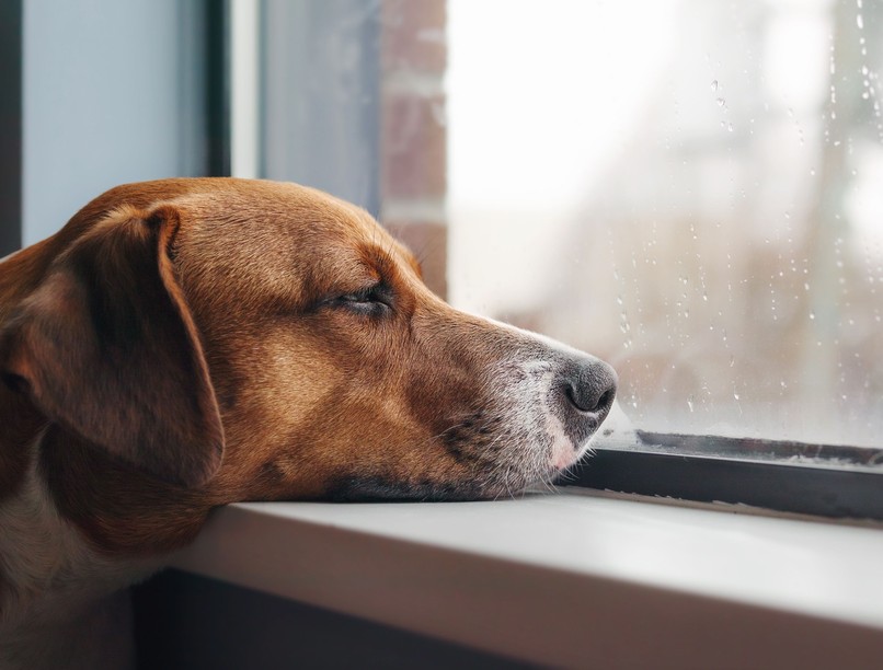 kutya gyászol szomorú jelek