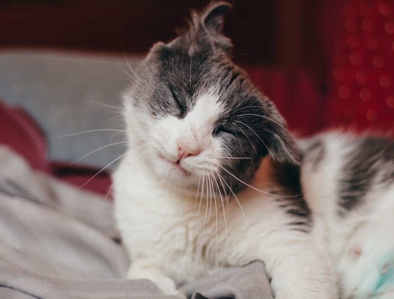 miért rázza fejét macska