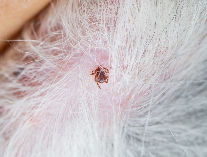 kutya kullancs hol leggyakrabban