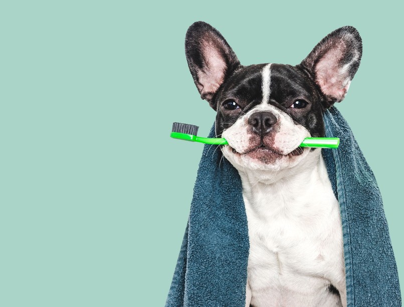 kutya fogmosás hogy kell