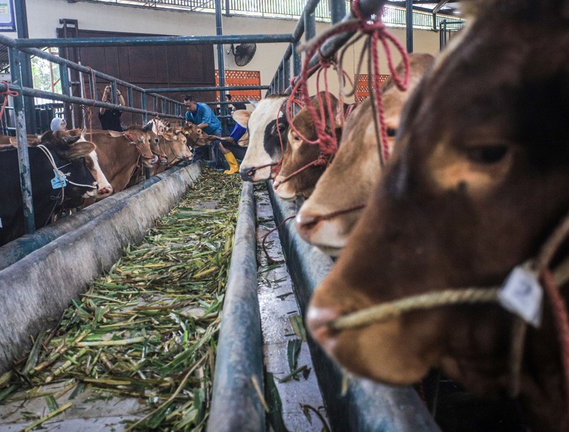 hírek ragadós száj- és körömfájás MTA védekezés