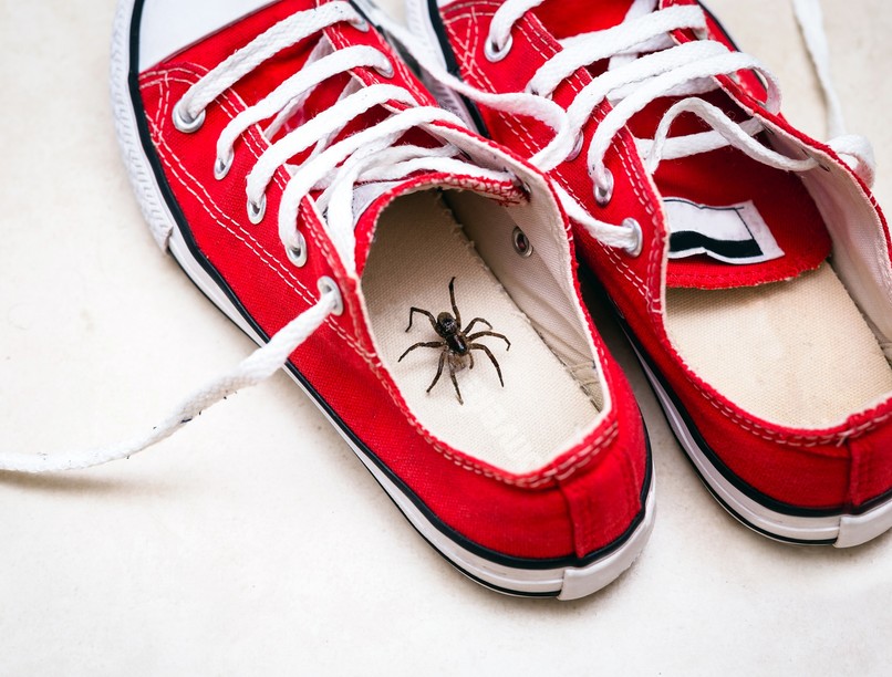 pókcsípések veszélyes pókméreg