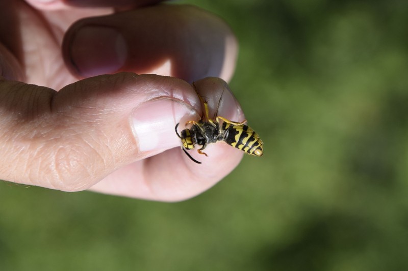 Ezekre a tünetekre figyeljen, ha megcsípte egy darázs - nem mindig elég az otthoni kezelés