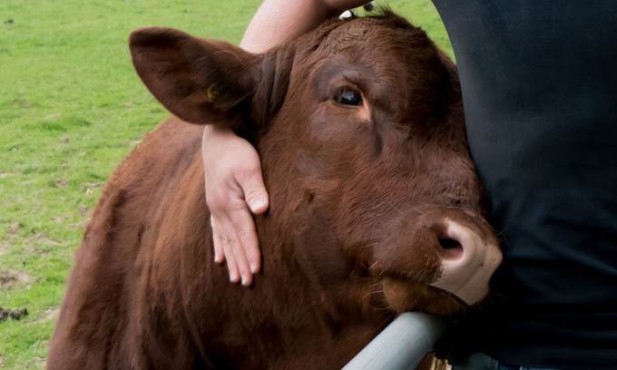 Feszültnek érzi magát? Ez a farm lehetővé teszi, hogy teheneket öleljen a szorongás enyhítéséért című cikk nyitóképe