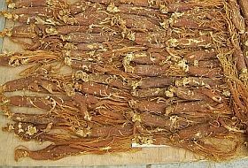 Gyógynövények - a ginseng