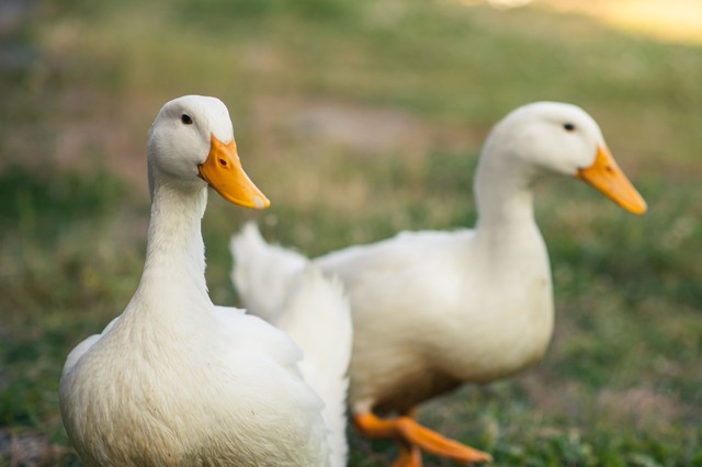 Figyelmeztet a Nébih: már a házi baromfiban is megjelent a madárinfluenza