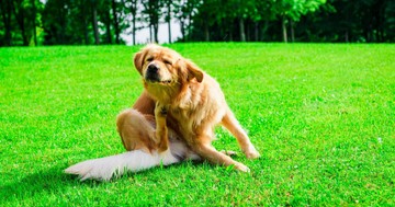 5 tünet, amely arra utalhat, hogy allergiás a kutyája