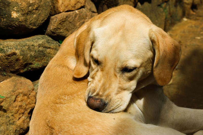 Ami nekünk a koronavírus-járvány, az a kutyáknak a szívférgesség