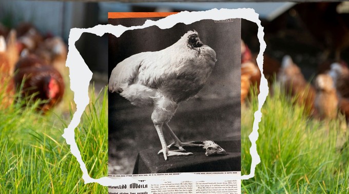 Még másfél évig élt a levágott fejű kakas: videón Mike, a világ egyik leghíresebb állata című cikk nyitóképe