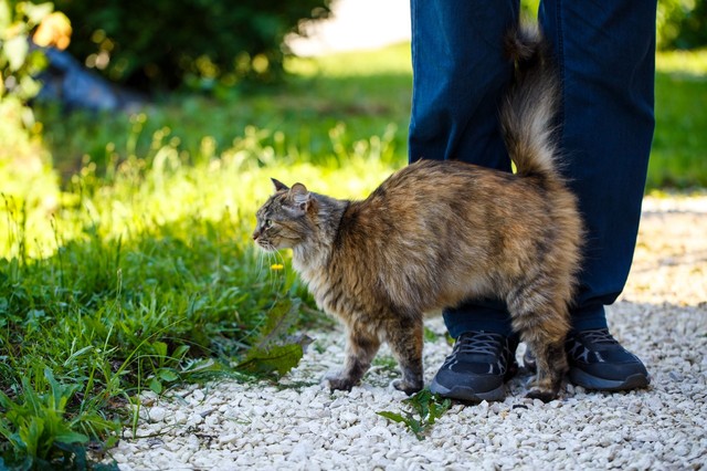 A „macskamágnes” jelenség: Miért pont azokhoz vonzódnak a cicák, akik nem szeretik őket?
