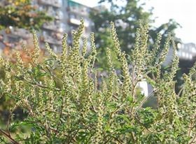 Megvan a parlagfű természetes ellensége?