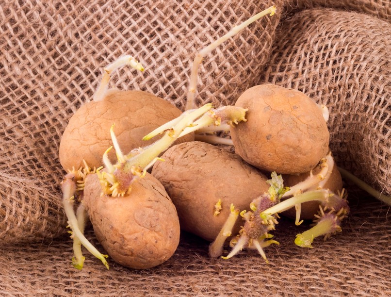 az orvos válaszol, krumpli csíra , mérgezés