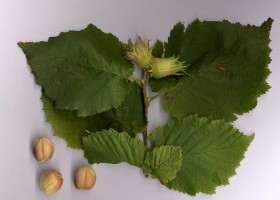 Gyógynövények - a mogyoró