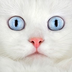 Vigyázat! Nyári fertőzés! (a cicabaj nyomában...)