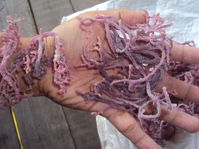 Egészségkárosító sűrítőanyag: bélperforációt okoz, cukorbetegséghez vezet időskorra - kiderült, nem is olyan ártalmatlan az E407 című cikk nyitóképe