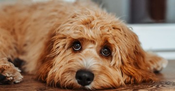 4 jel, amit sok gazdi félreért: így mutatja a kutya, ha stresszes és kényelmetlenül érzi magát