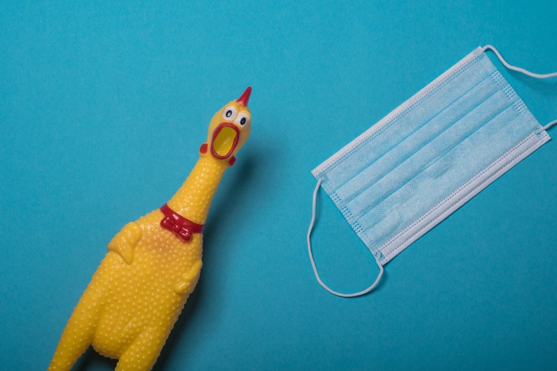 Csirkék segítségével termelnek koronavírus-ellenanyagot magyar kutatók