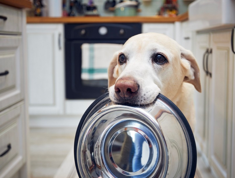 kutya, nyers hús, veszély kutyaeledel