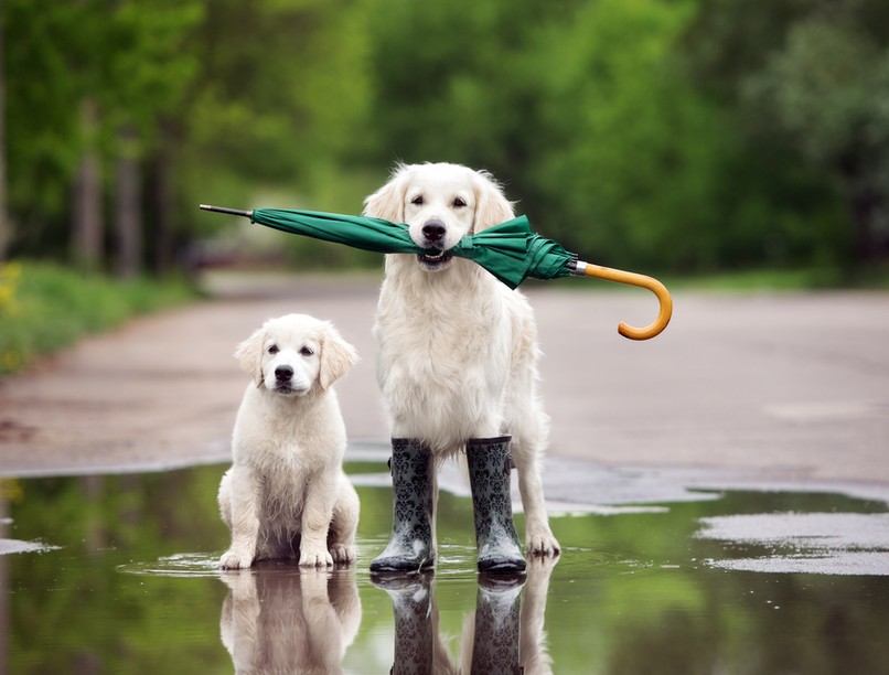orvosmeteorológia, front, fronthatás, vérnyomás