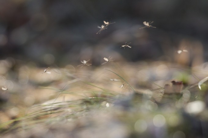 Árvaszúnyogok a Balatonon: a szakemberek szerint nem indokolt a gyérítés című cikk nyitóképe