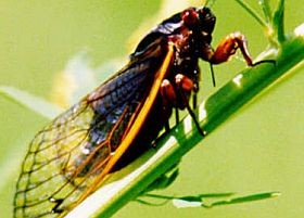 Antioxidáns dopping - kevésbé fürge spermiumoknak...