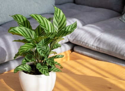 Szobanövények, amiknek ott a helye a nappaliban - nem csak szépek, a közérzetünkre is hatnak című cikk nyitóképe